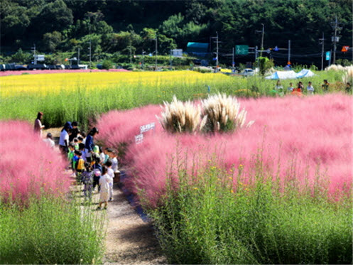 광산마을 앞 휴경지에 조성된 꽃밭 모습. 출처:기장군농업기술센터